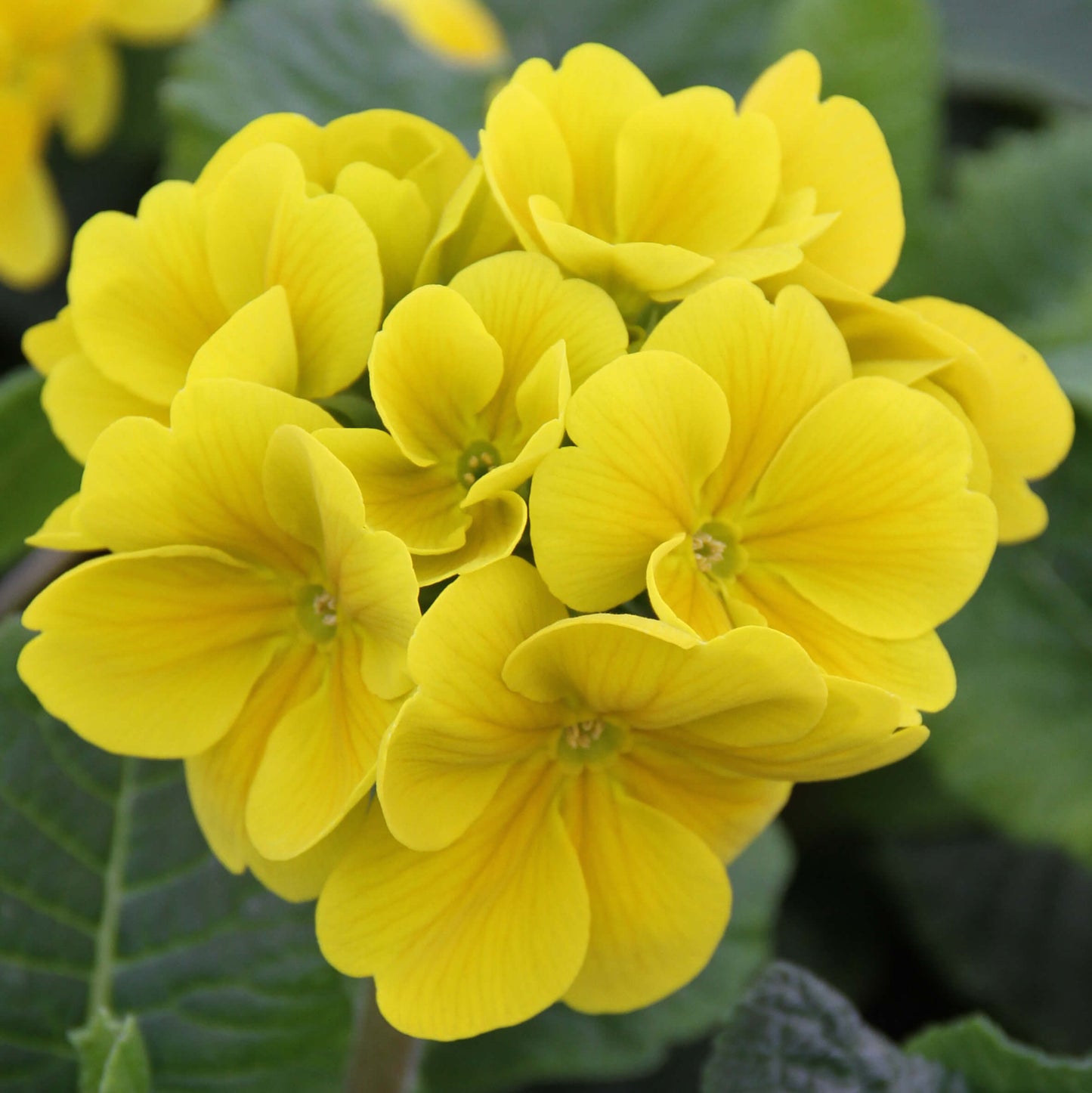Stielprimel (Primula elatior) 'Inara®' in verschiedenen Farben