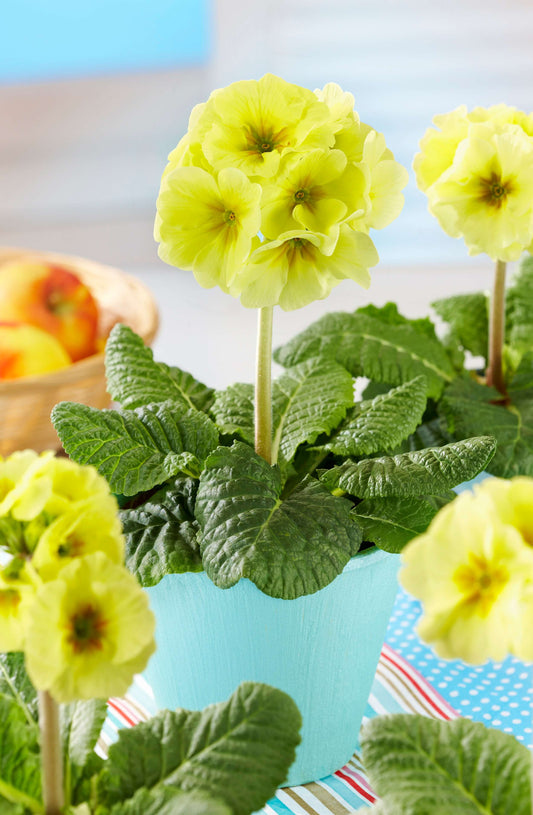 Stielprimel (Primula elatior) 'Inara®' in verschiedenen Farben