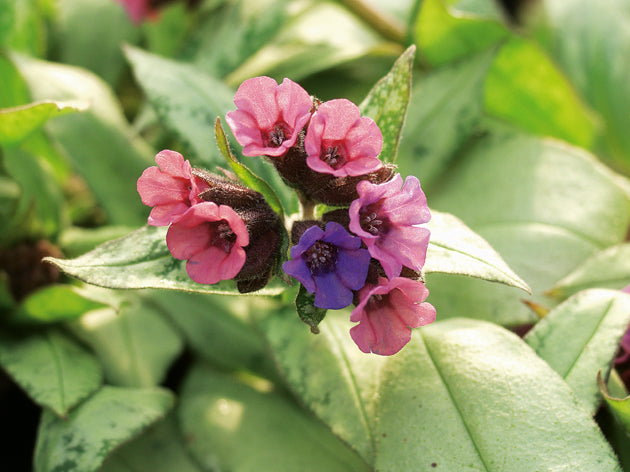 Geflecktes Lungenkraut (Pulmonaria saccharata) 'Silver Bouquet' T12 - winterhart