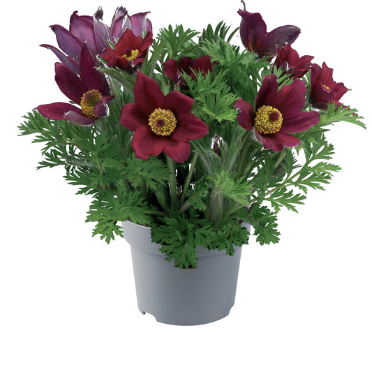 Küchenschelle (Pulsatilla vulgaris ) 'Pulsar' in verschiedenen Farben - winterhart