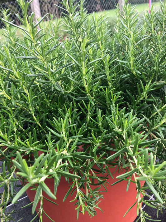 Hängender Rosmarin (Rosmarinus officinalis) 'Riviera Bush' T12