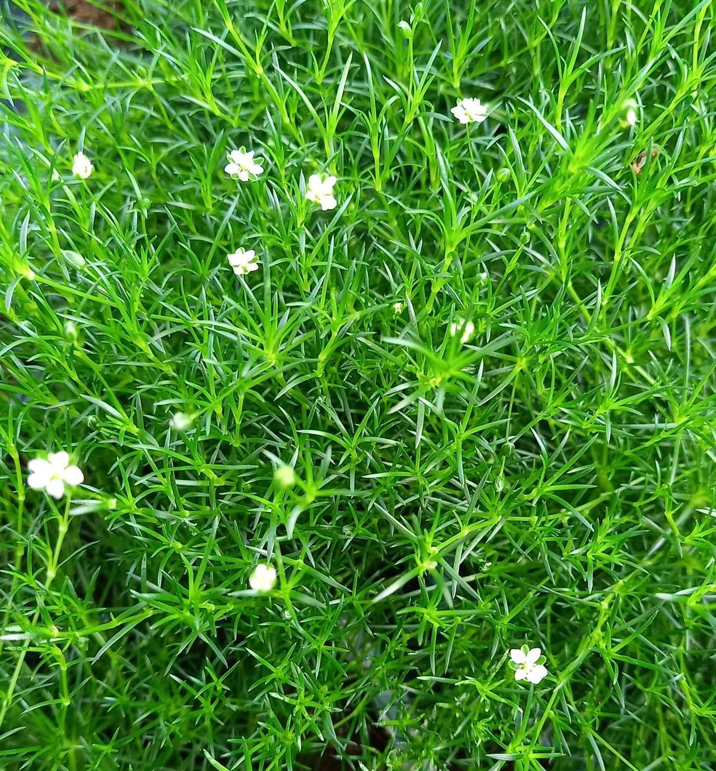 Sternmoos (Sagina subulata) T12  - winterhart