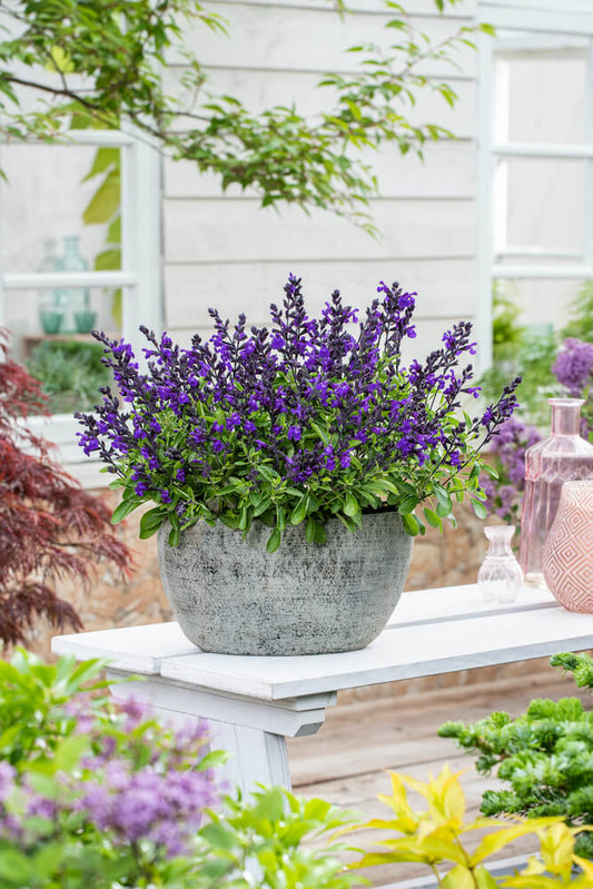 Herbst-Salbei (Salvia greggii) 'Mirage™' in verschiedenen Farben