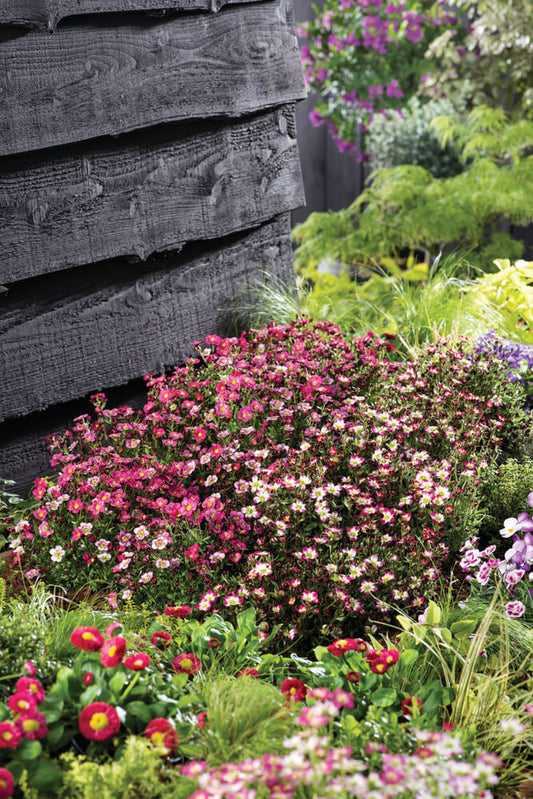 Moos-Steinbrech (Saxifraga x arendsii) 'Marto' in verschiedenen Farben - winterhart