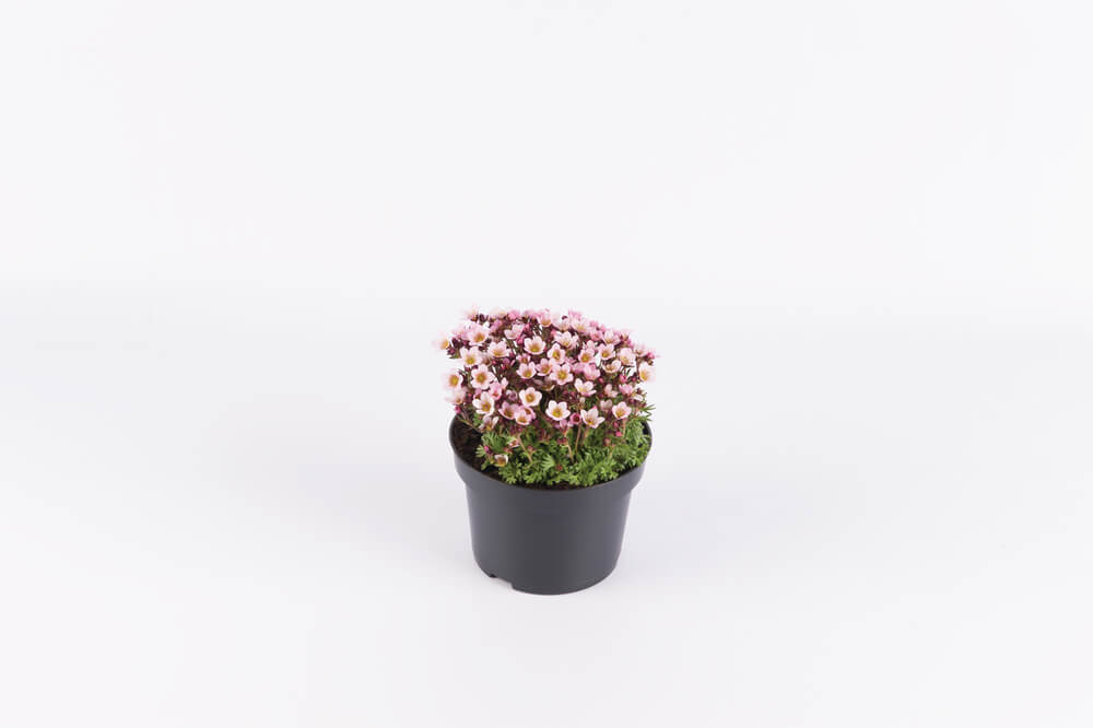 Moos-Steinbrech (Saxifraga x arendsii) 'Pixi Pan' in zwei Farben - winterhart