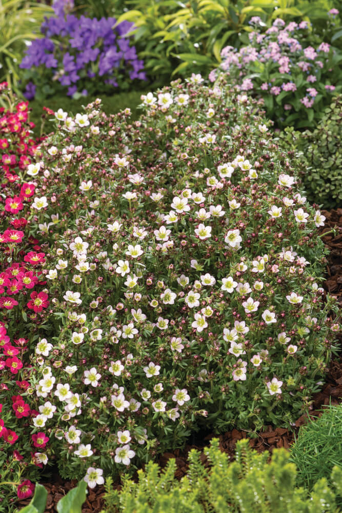 Moos-Steinbrech (Saxifraga x arendsii) 'Pixi Pan' in zwei Farben - winterhart