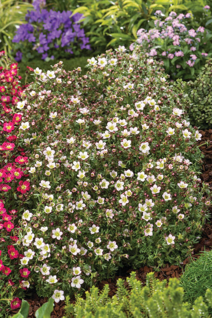 Moos-Steinbrech (Saxifraga x arendsii) 'Pixi Pan' in zwei Farben - winterhart