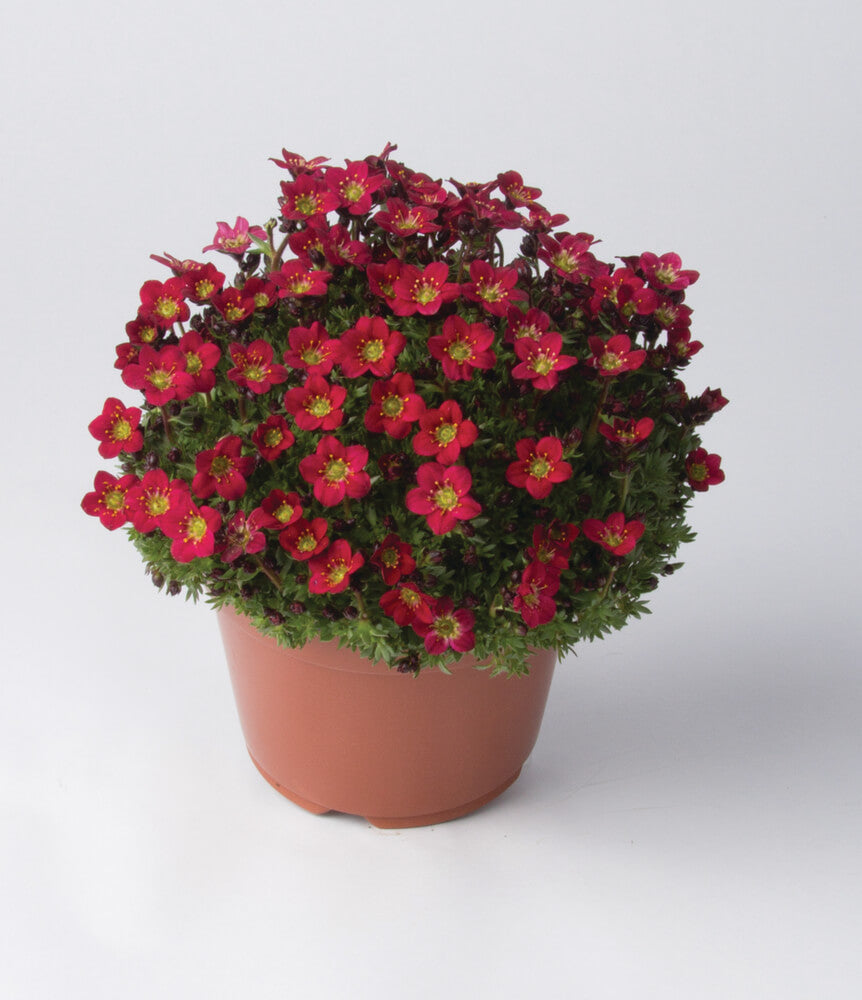 Moos-Steinbrech (Saxifraga x arendsii) 'Pixi Pan' in zwei Farben - winterhart