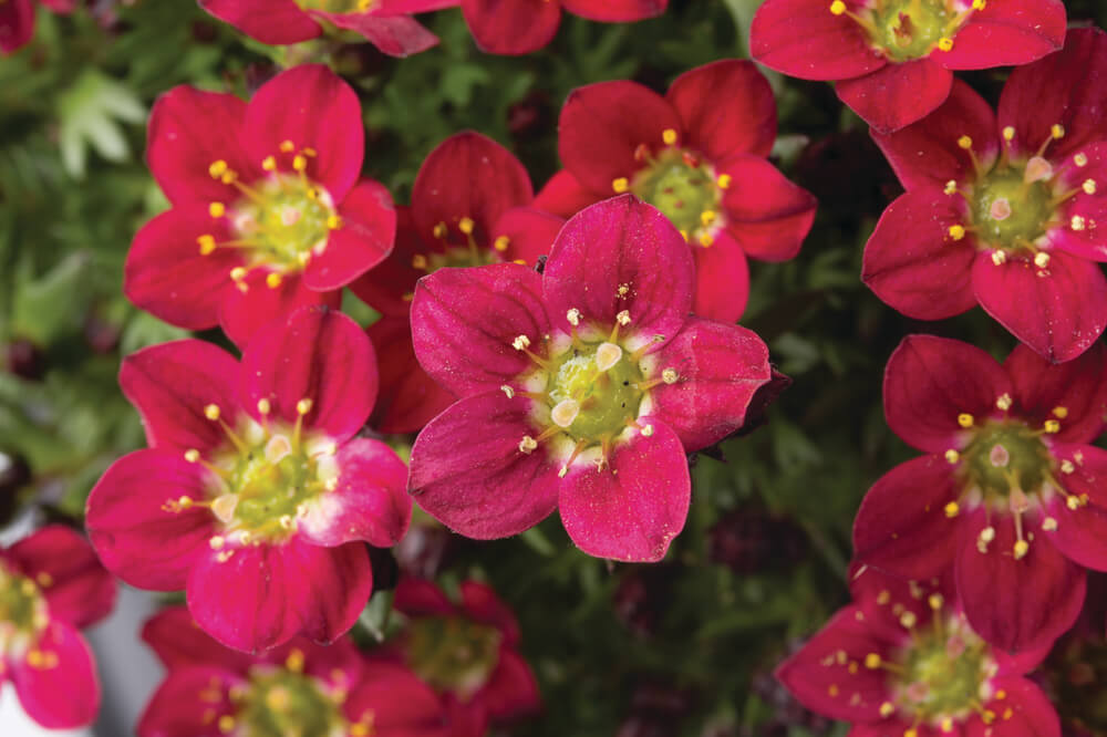 Moos-Steinbrech (Saxifraga x arendsii) 'Pixi Pan' in zwei Farben - winterhart
