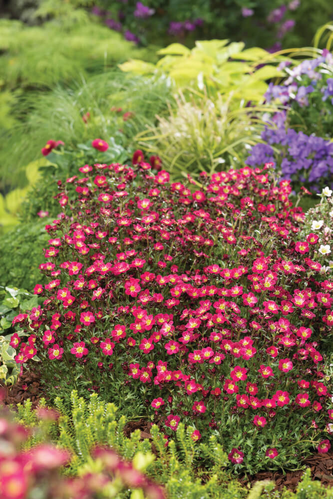 Moos-Steinbrech (Saxifraga x arendsii) 'Pixi Pan' in zwei Farben - winterhart