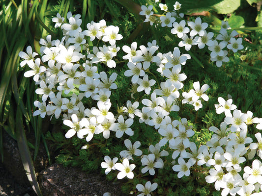 Moos-Steinbrech (Saxifraga x arendsii) 'Pixie' in zwei Farben - winterhart