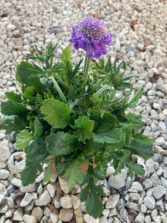 Tauben-Skabiose (Scabiosa columbaria) 'Atalanta compact' in verschiedenen Farben - winterhart