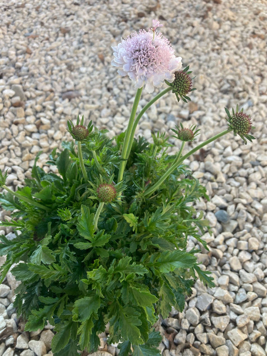 Tauben-Skabiose (Scabiosa columbaria) 'Atalanta compact' in verschiedenen Farben - winterhart