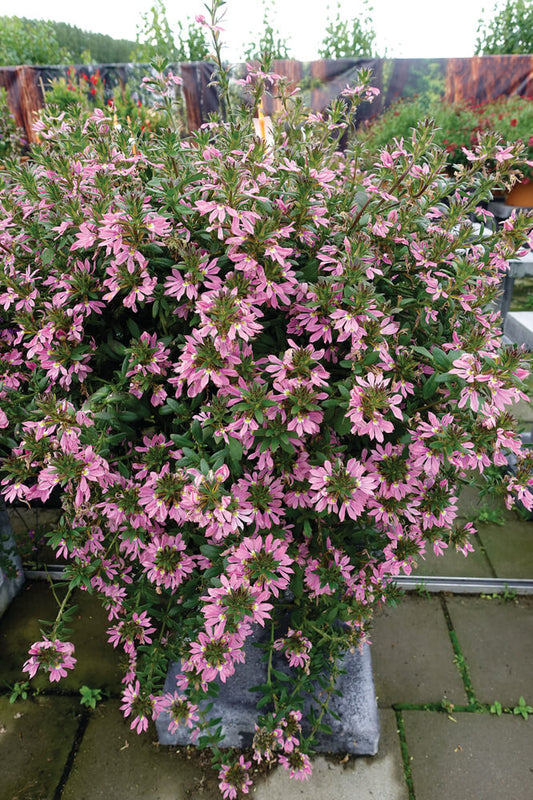 Fächerblume (Scaevola aemula) in verschiedenen Farben