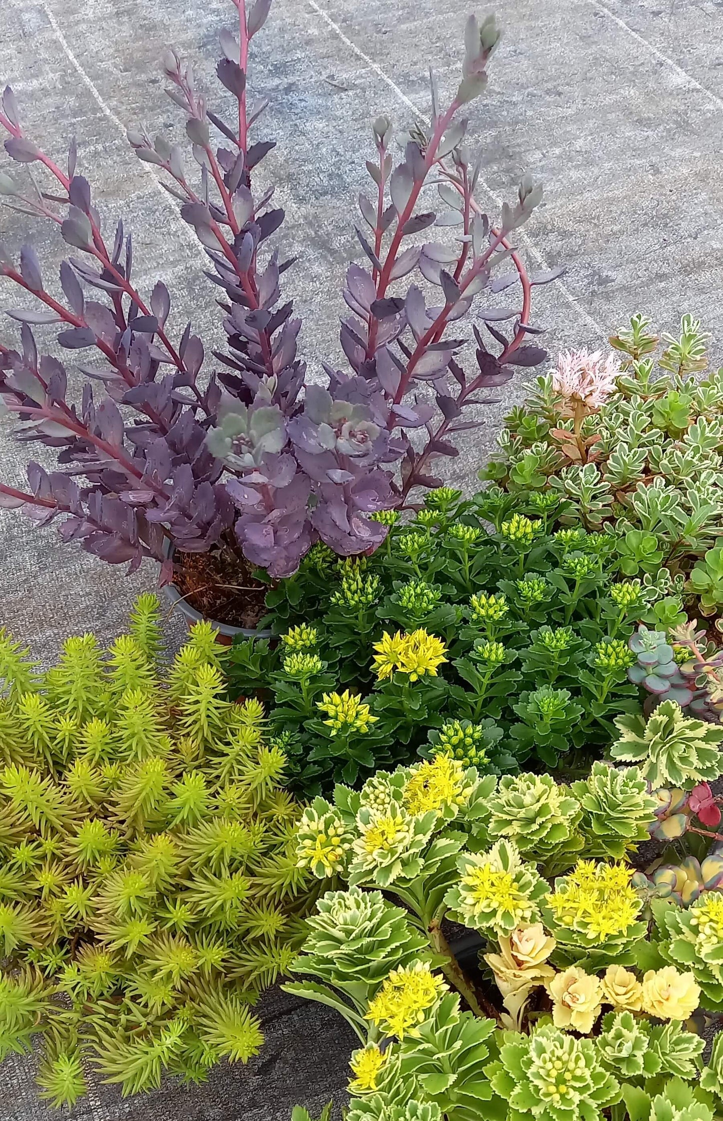 Fetthenne (Sedum) T12 im Set | 6 Pflanzen - winterhart