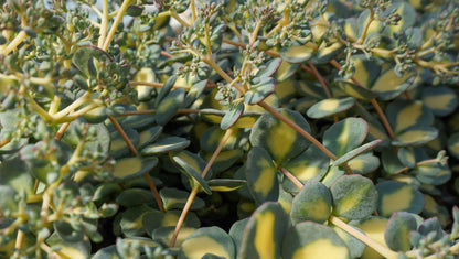 Fetthenne (Sedum) T12 im Set | 6 Pflanzen - winterhart
