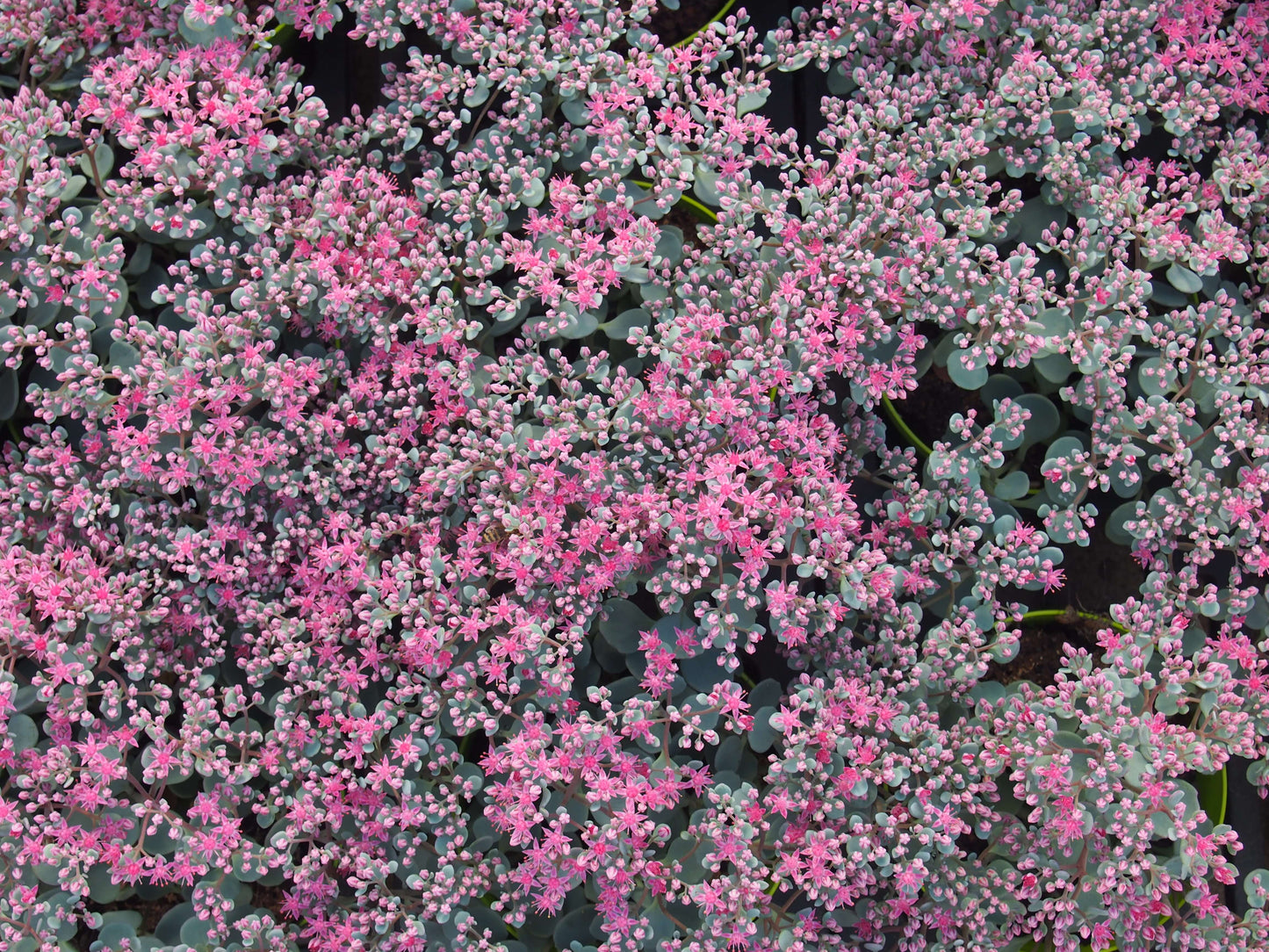 Fetthenne (Sedum) T12 im Set | 6 Pflanzen - winterhart