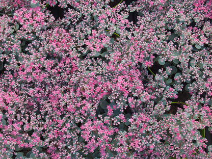 Fetthenne (Sedum) T12 im Set | 6 Pflanzen - winterhart