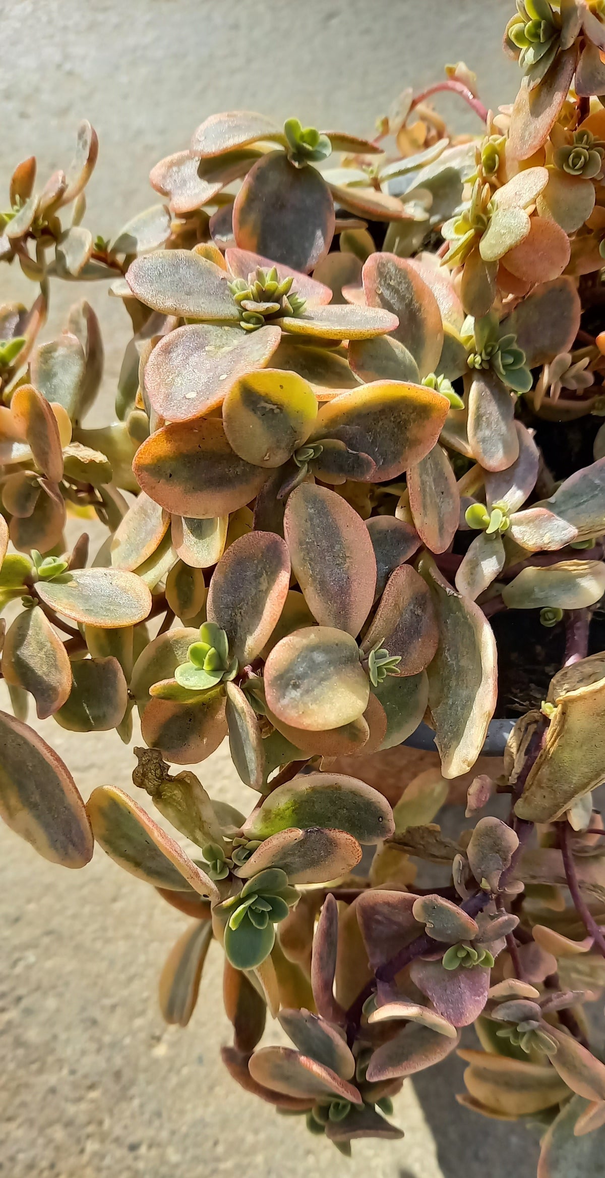 Fetthenne (Sedum) T12 im Set | 6 Pflanzen - winterhart