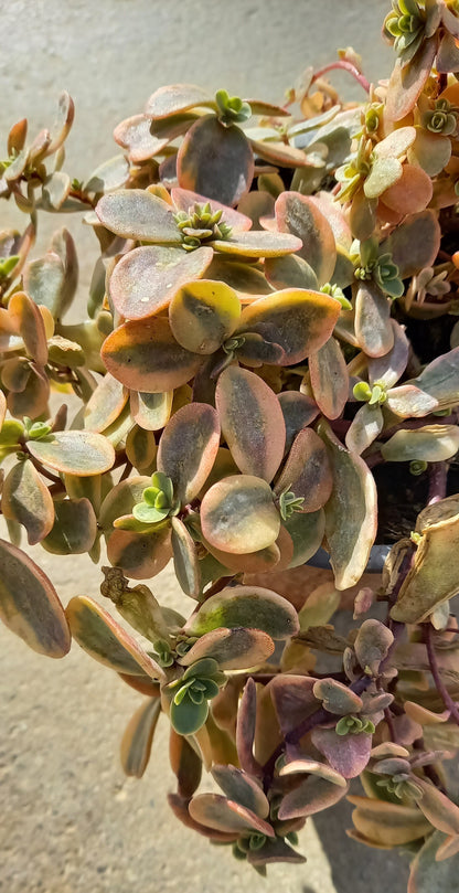 Fetthenne (Sedum) T12 im Set | 6 Pflanzen - winterhart