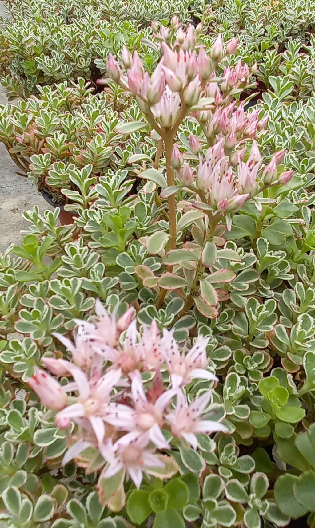 Kaukasus-Fetthenne (Sedum spurium) 'Tricolore' T12 - winterhart