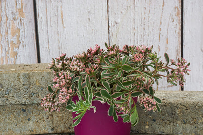 Fetthenne (Sedum) T12 im Set | 6 Pflanzen - winterhart