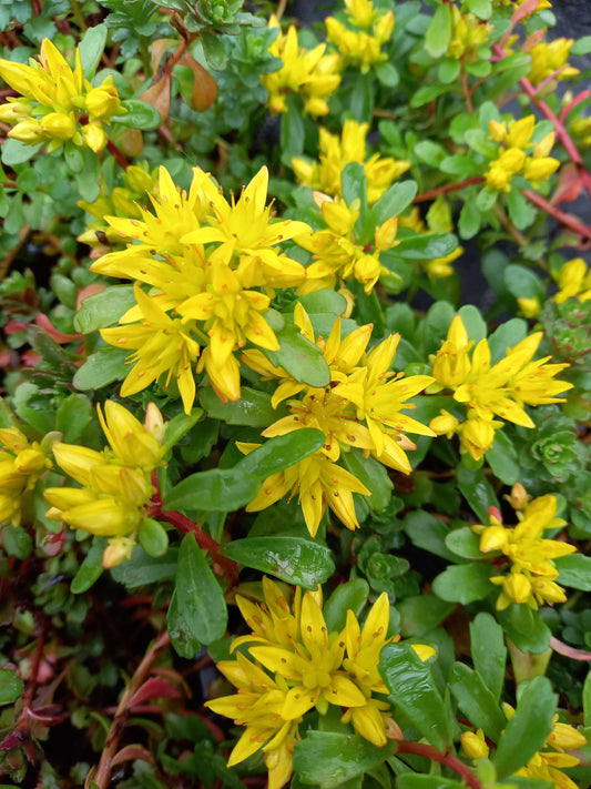 Reichblühendes Fettblatt (Sedum florifeum) T12 - winterhart