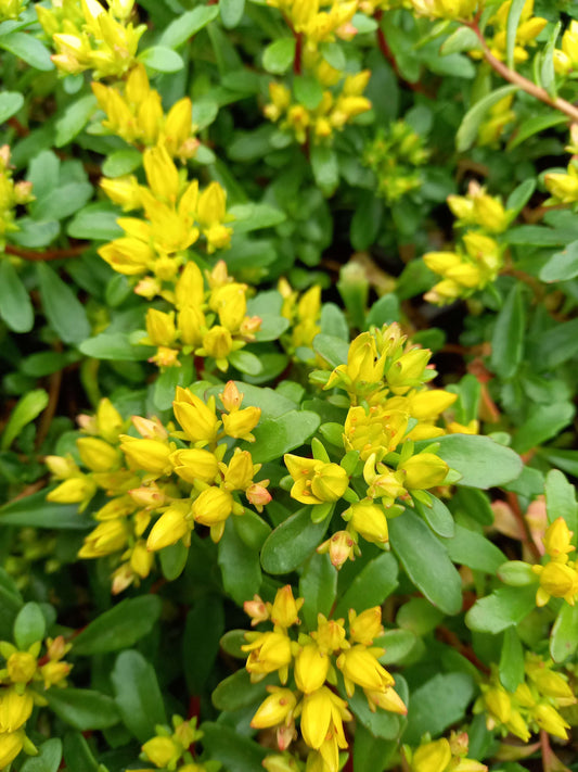 Reichblühendes Fettblatt (Sedum florifeum) 'Weihenstephaner Gold' T12 - winterhart