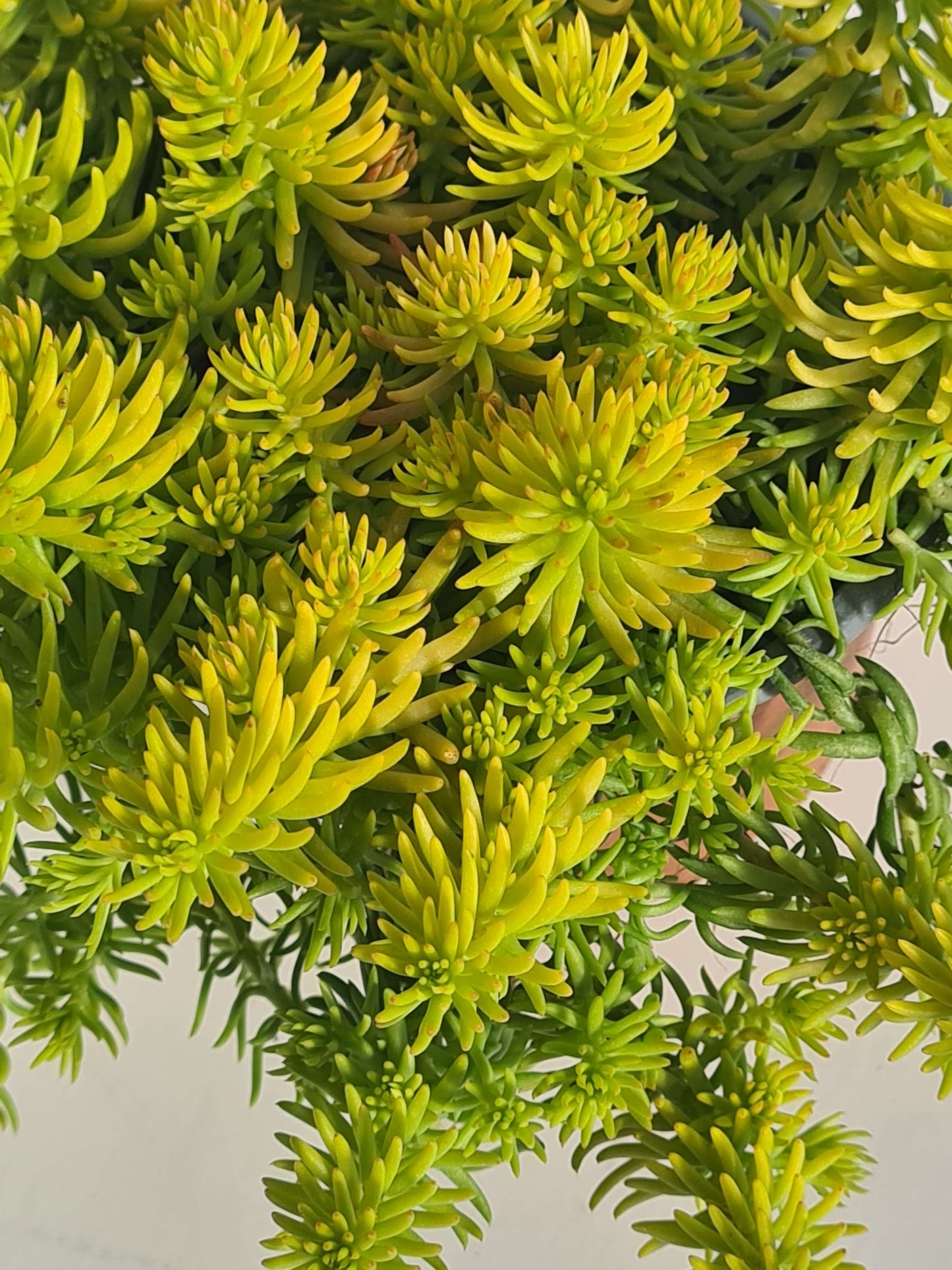 Fetthenne (Sedum) T12 im Set | 6 Pflanzen - winterhart