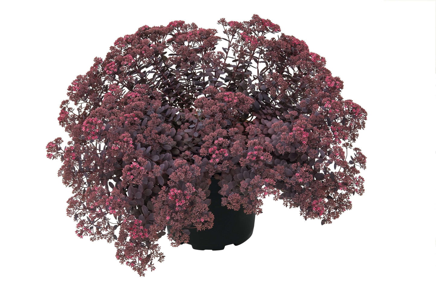 Mauerpfeffer (Sedum) 'Dark Canyon' T12 - winterhart