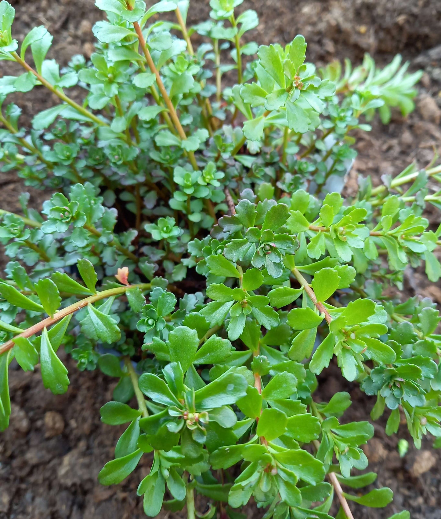 Fetthenne (Sedum) T12 im Set | 6 Pflanzen - winterhart
