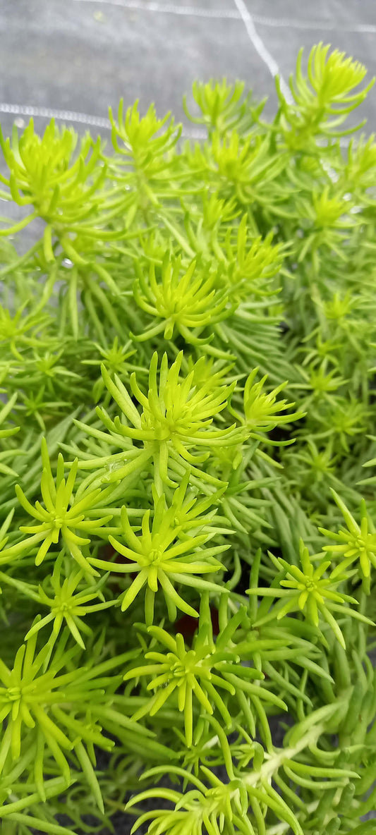 Polsterfetthenne (Sedum x hybridum) 'Hellgrün' T12 - winterhart