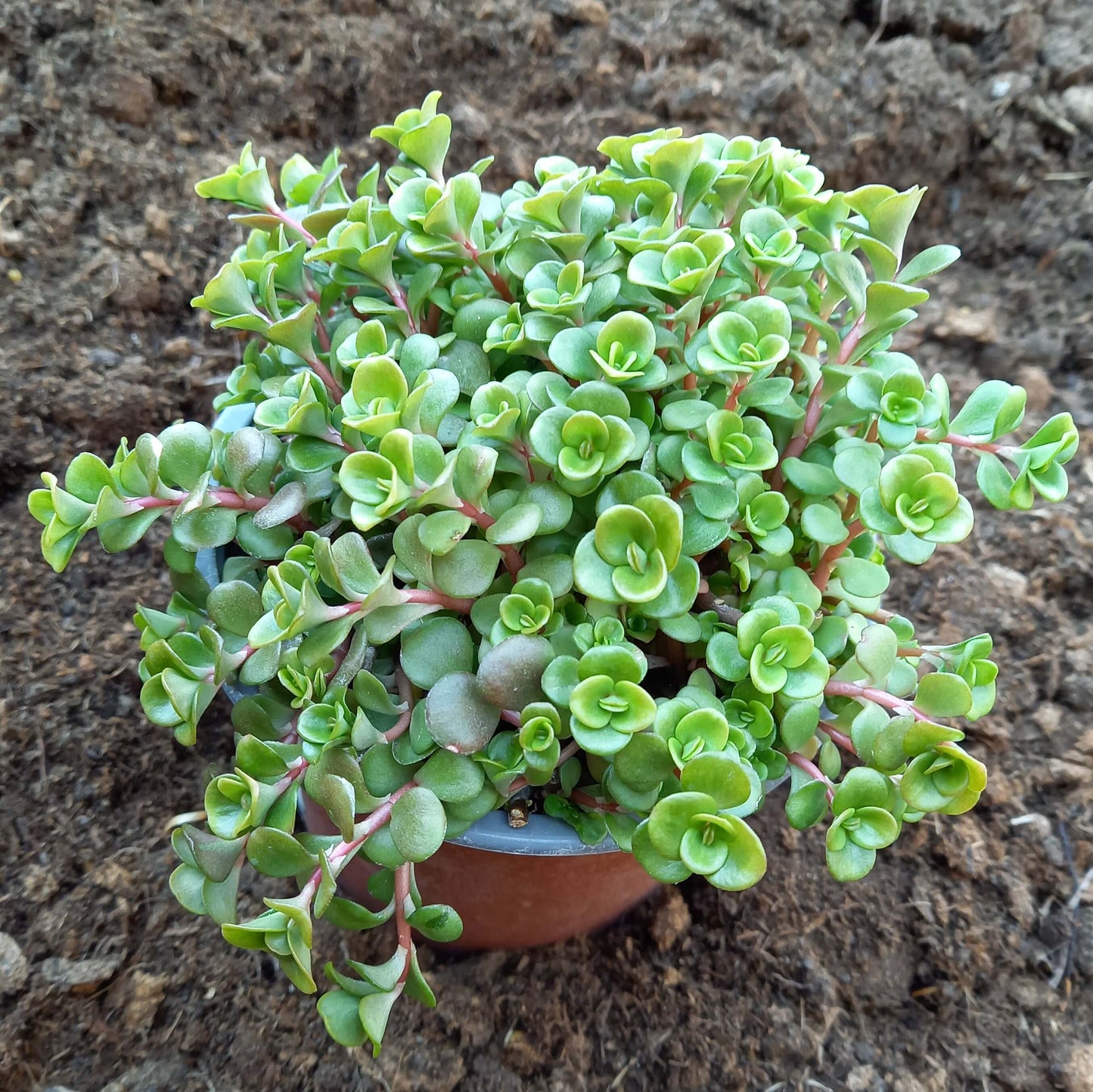 Fetthenne (Sedum) T12 im Set | 6 Pflanzen - winterhart