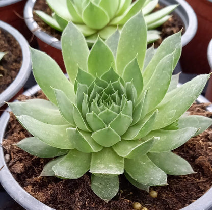 Hauswurz (Sempervivum ) 'Hopewell' T12