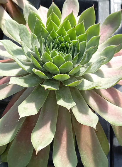 Hauswurz (Sempervivum ) 'Hopewell' T12