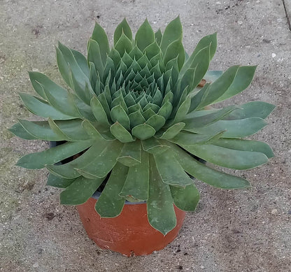 Hauswurz (Sempervivum ) 'Hopewell' T12