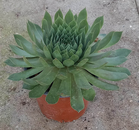 Hauswurz (Sempervivum ) 'Hopewell' T12