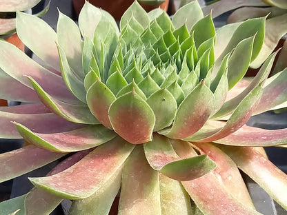 Hauswurz (Sempervivum ) 'Hopewell' T12