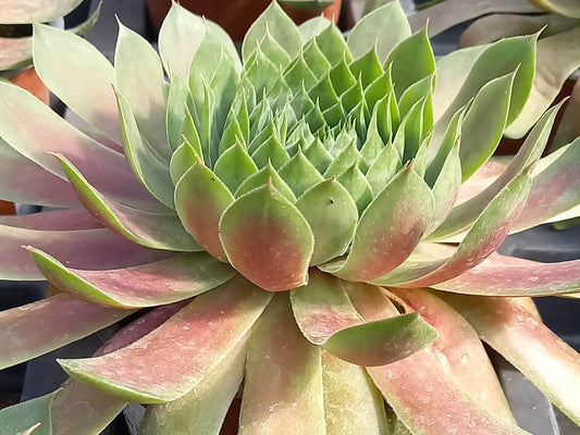 Hauswurz (Sempervivum ) 'Hopewell' T12