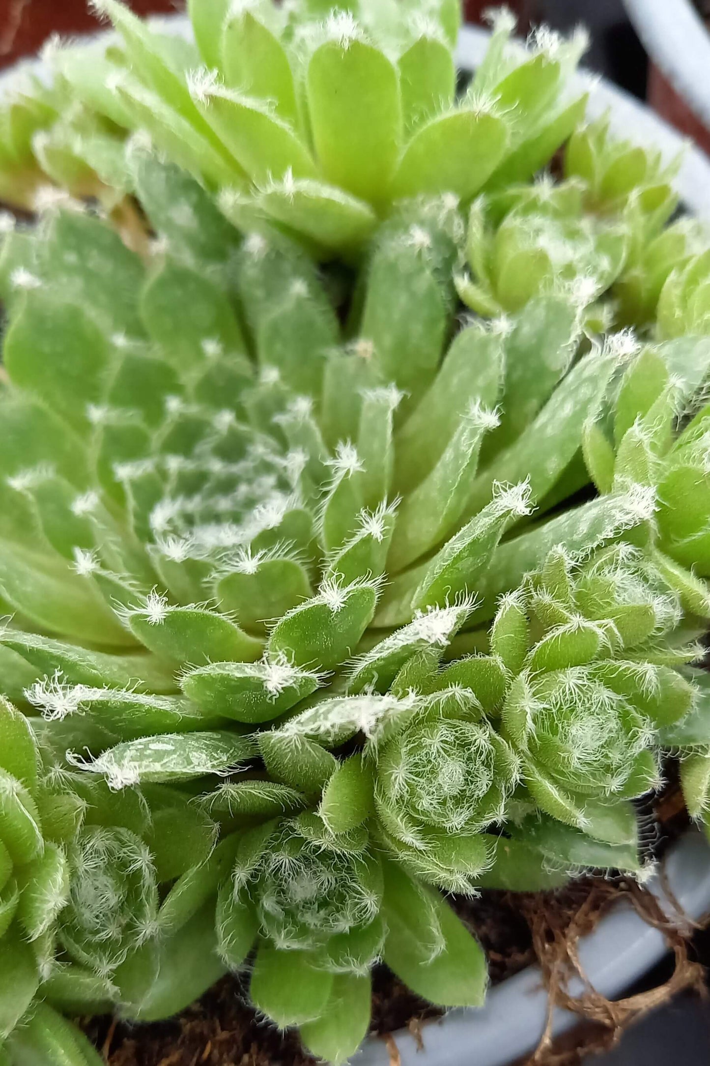 Hauswurz (Sempervivum ) 'Jade Rose' T12