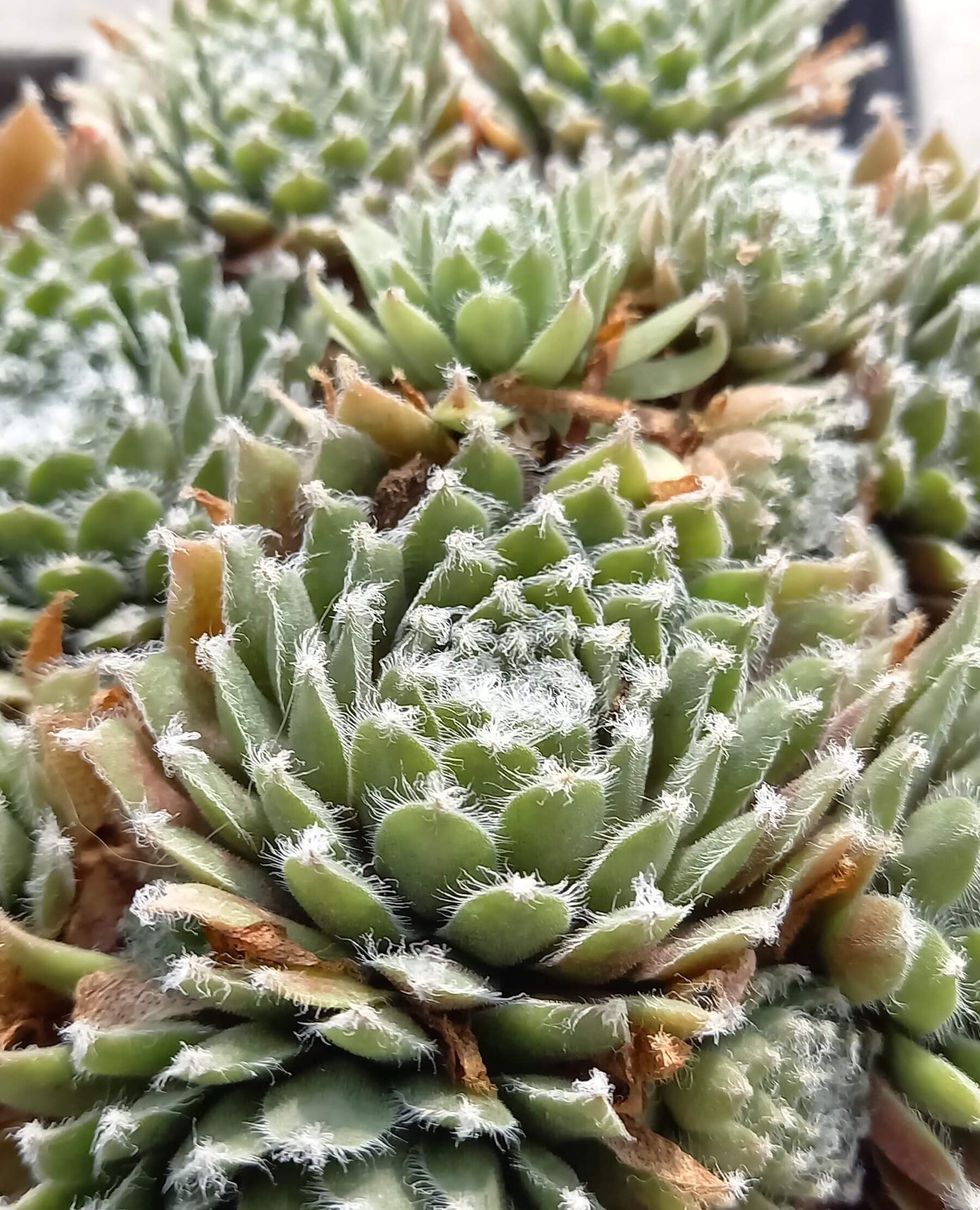 Hauswurz (Sempervivum ) 'Jade Rose' T12