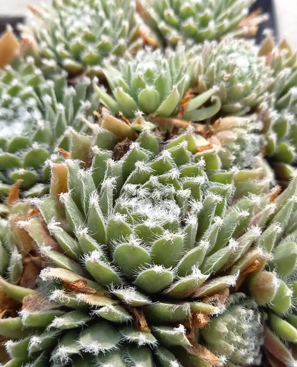 Hauswurz (Sempervivum ) 'Jade Rose' T12
