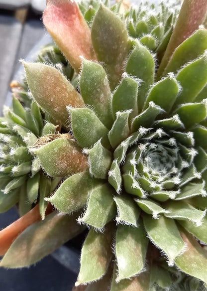 Hauswurz (Sempervivum ) 'Jade Rose' T12