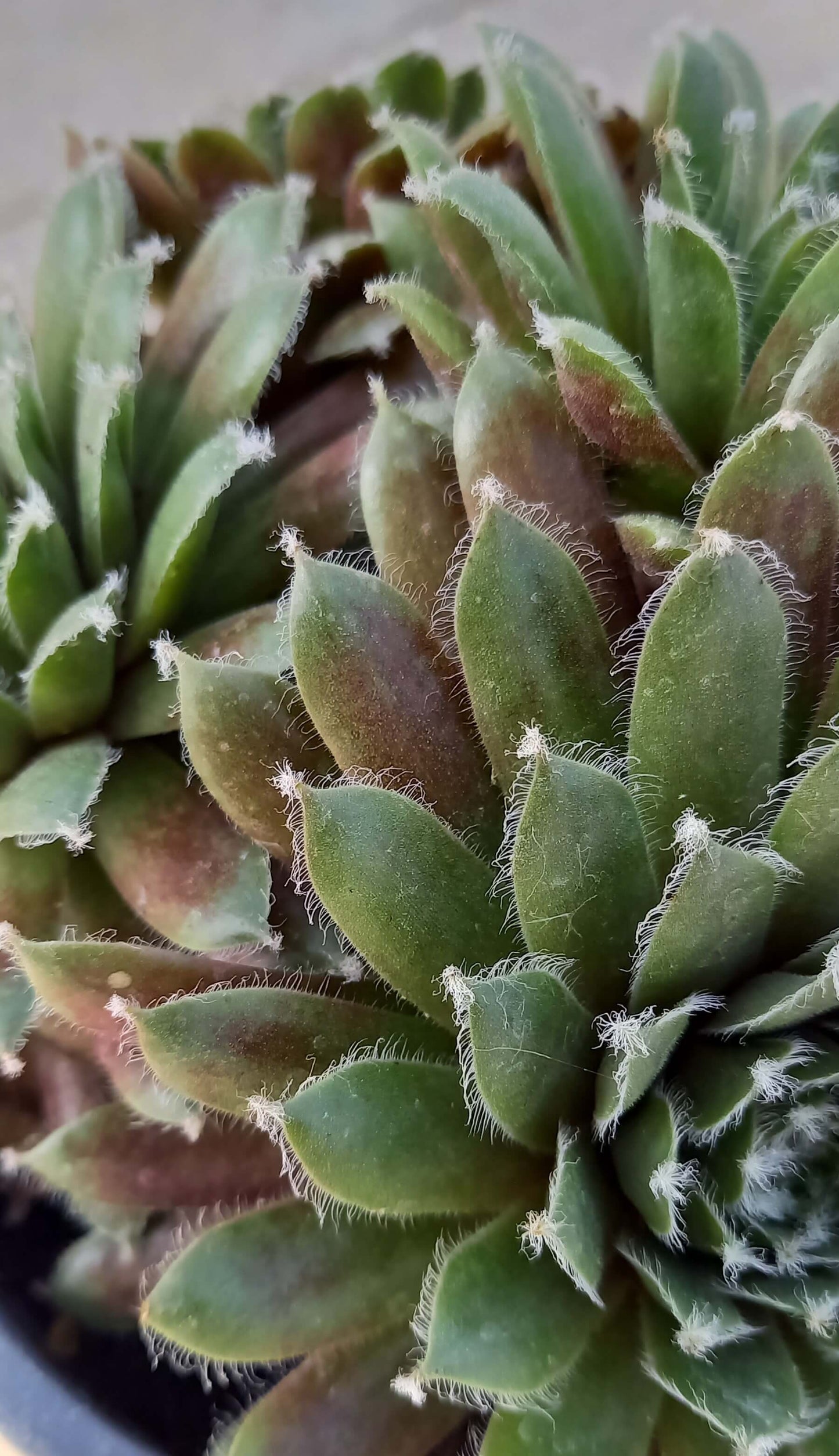 Hauswurz (Sempervivum ) 'Jade Rose' T12