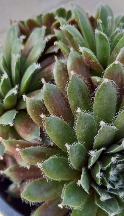 Hauswurz (Sempervivum ) 'Jade Rose' T12
