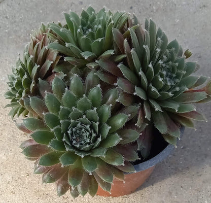 Hauswurz (Sempervivum ) 'Jade Rose' T12