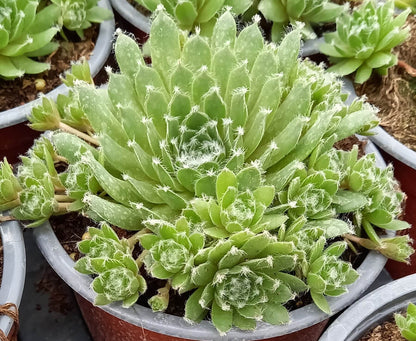 Hauswurz (Sempervivum ) 'Jade Rose' T12
