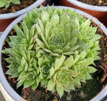 Hauswurz (Sempervivum ) 'Kalinda' T12