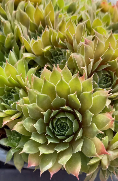 Hauswurz (Sempervivum ) 'Kalinda' T12
