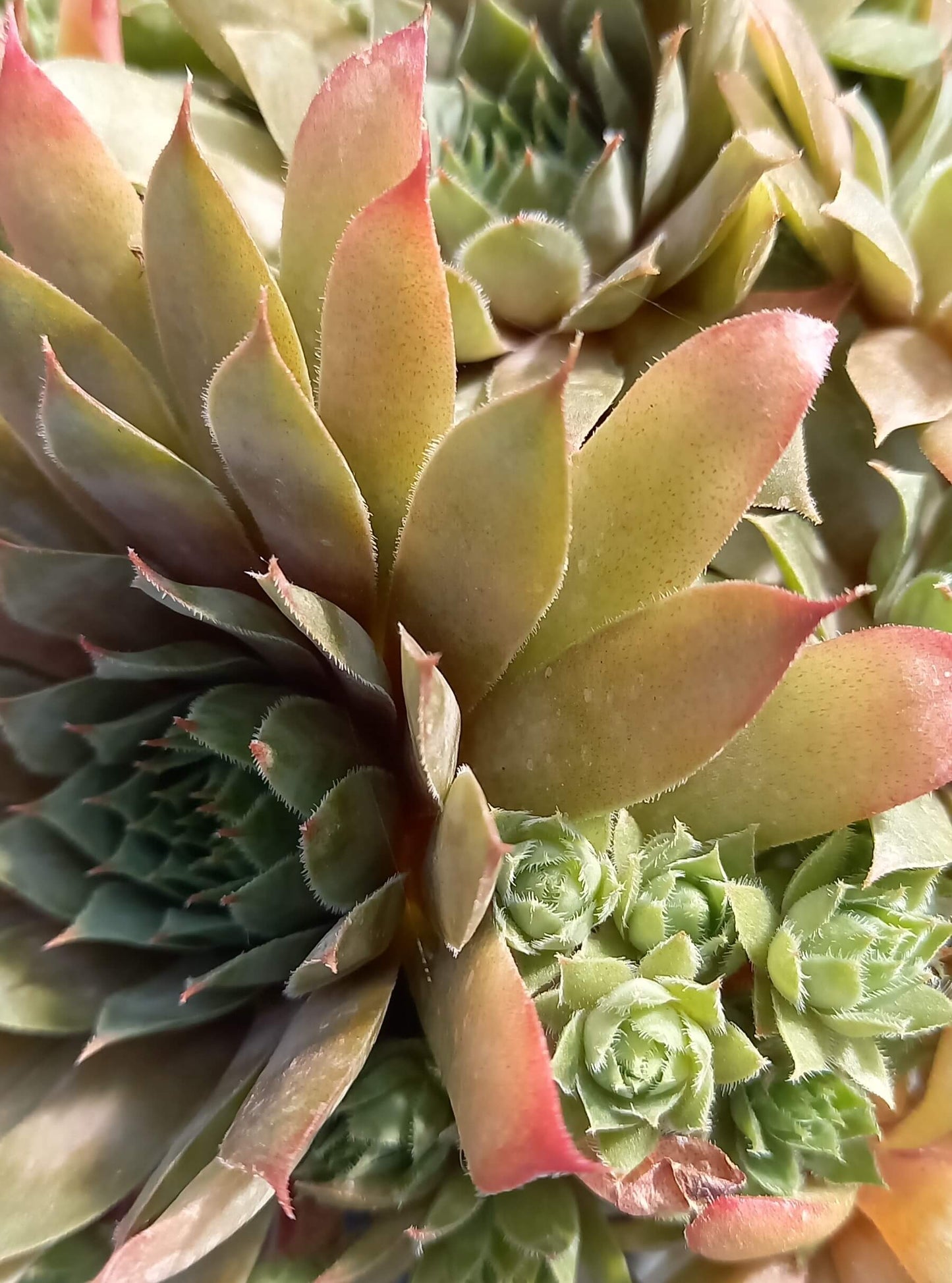 Hauswurz (Sempervivum ) 'Kalinda' T12
